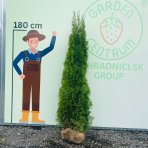 Tuja západná (Thuja occidentalis) ´SMARAGD´ – výška 190–200 cm, kopaná